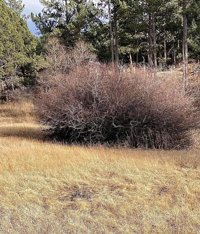 The grave in the meadow, with leafless willows in the midground Ponderosa pines in the background